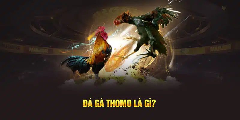 Giới thiệu đá gà Thomo