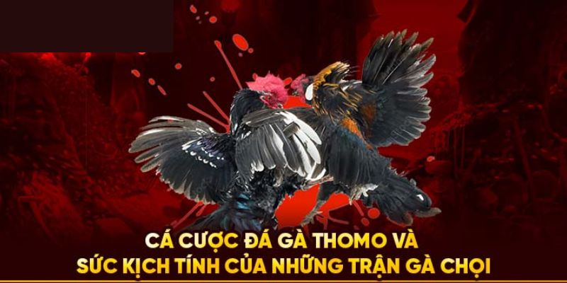 Lý do nên theo dõi trực tiếp đá gà Thomo tại nhà cái